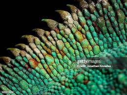 Image result for reptile scales