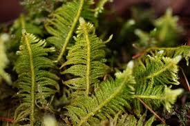 Attēlu rezultāti vaicājumam “Ptilium crista-castrensis”