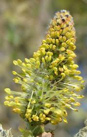 Attēlu rezultāti vaicājumam “Salix caprea male flower”