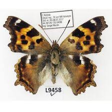 Attēlu rezultāti vaicājumam “Nymphalis xanthomelas underside”