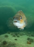 Image result for Tautogolabrus adspersus