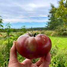 Afbeeldingsresultaat voor carbon tomato