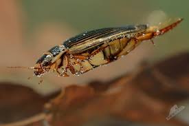 Attēlu rezultāti vaicājumam “Dytiscus marginalis”