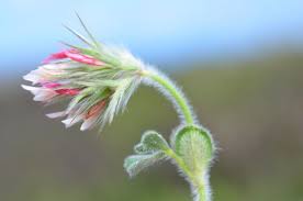 Attēlu rezultāti vaicājumam “Trifolium medium bud”