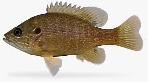 Image result for Lepomis cyanellus