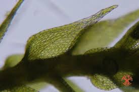 Attēlu rezultāti vaicājumam “Amblystegium serpens macro”