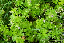 Attēlu rezultāti vaicājumam “Geranium pusillum flower”