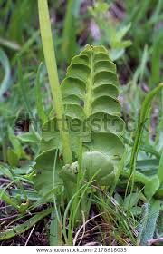 Attēlu rezultāti vaicājumam “Botrychium lunaria”