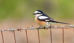 Image result for Lanius nubicus