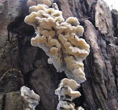 Attēlu rezultāti vaicājumam “Skeletocutis amorpha”