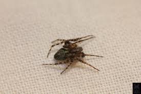 Attēlu rezultāti vaicājumam “Gibbaranea gibbosa”