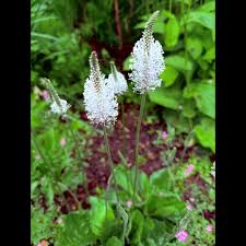 Attēlu rezultāti vaicājumam “Plantago media flower”