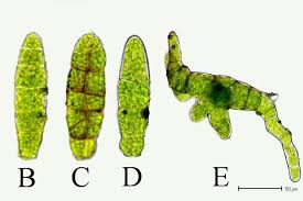 Attēlu rezultāti vaicājumam “Syntrichia virescens”