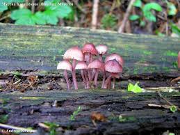 Attēlu rezultāti vaicājumam “Mycena haematopus”