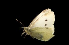 Attēlu rezultāti vaicājumam “Pieris rapae”