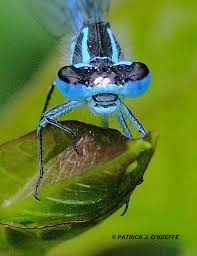 Attēlu rezultāti vaicājumam “Coenagrion puella male”
