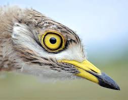 Image result for Burhinus oedicnemus