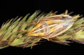 Attēlu rezultāti vaicājumam “Closterotomus biclavatus imago”