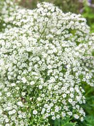 Attēlu rezultāti vaicājumam “Gypsophila fastigiata flower”