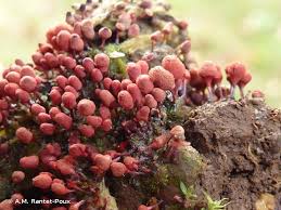 Attēlu rezultāti vaicājumam “Arcyria affinis”