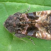 Attēlu rezultāti vaicājumam “Euplexia lucipara”