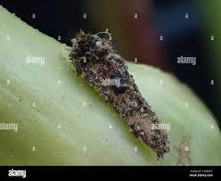 Attēlu rezultāti vaicājumam “Taleporia tubulosa”