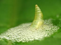 Attēlu rezultāti vaicājumam “Aphrophoridae nymph”