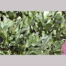 Attēlu rezultāti vaicājumam “Eryngium planum leaf”