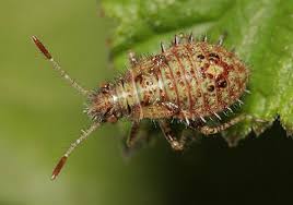 Attēlu rezultāti vaicājumam “Rhopalus maculatus”