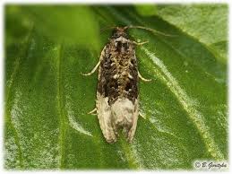 Attēlu rezultāti vaicājumam “Hedya nubiferana”