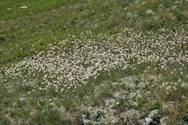 Attēlu rezultāti vaicājumam “Platyptilia tesseradactyla”