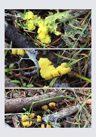 Attēlu rezultāti vaicājumam “Fuligo licentii spores”