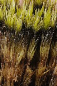 Attēlu rezultāti vaicājumam “Dicranum bergeri”