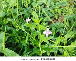 Attēlu rezultāti vaicājumam “Epilobium roseum flower”