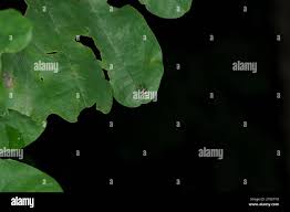 Attēlu rezultāti vaicājumam “Argyresthiidae”