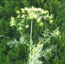 Attēlu rezultāti vaicājumam “Anethum graveolens flower”
