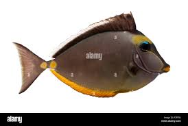 Image result for Naso lituratus