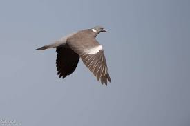 Attēlu rezultāti vaicājumam “Columba palumbus adult”
