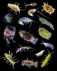 Attēlu rezultāti vaicājumam “Chaetophora pisiformis”