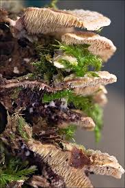 Attēlu rezultāti vaicājumam “Steccherinum bourdotii”