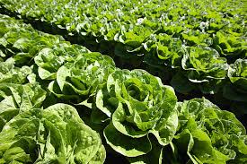 Attēlu rezultāti vaicājumam “Lactuca sativa”