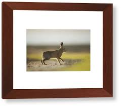 Attēlu rezultāti vaicājumam “Lepus europaeus adult”