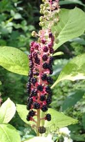 Attēlu rezultāti vaicājumam “Phytolacca acinosa”