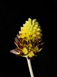 Attēlu rezultāti vaicājumam “Trifolium spadiceum”