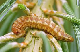 Attēlu rezultāti vaicājumam “Acantholyda posticalis”