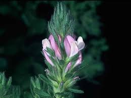 Attēlu rezultāti vaicājumam “Ononis arvensis”