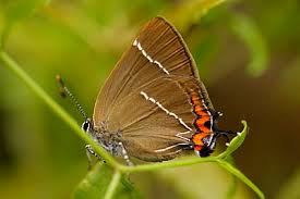 Attēlu rezultāti vaicājumam “Satyrium w-album underside”