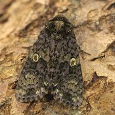 Attēlu rezultāti vaicājumam “Craniophora ligustri imago”