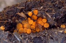 Attēlu rezultāti vaicājumam “Cheilymenia stercorea”