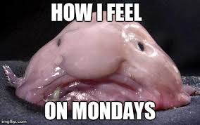 Image result for blobfish